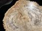 Preview: Couchtisch versteinerte Baumscheibe "Stone Age"